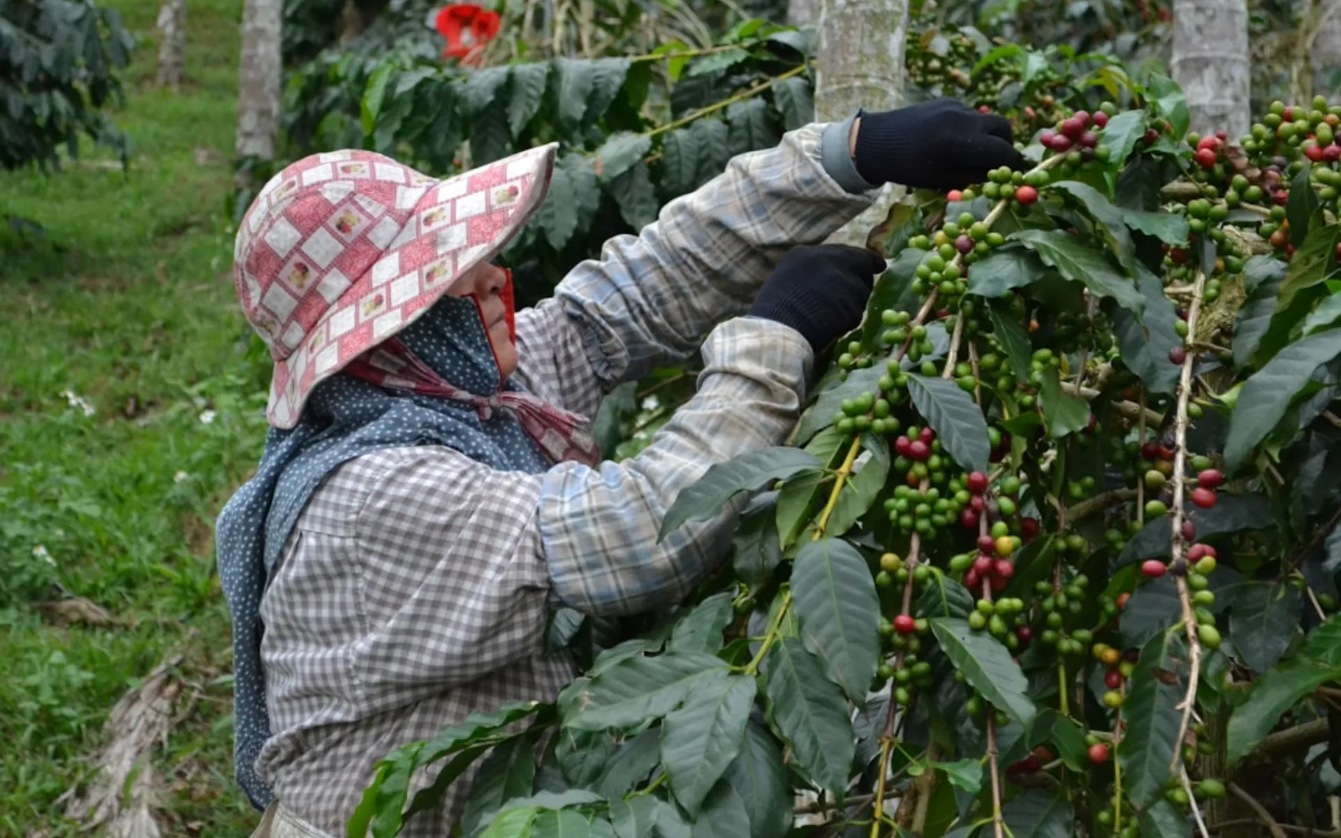 Vista aérea de los cafetales del Fundo Borneo entre montañas de la selva alta de Echarate