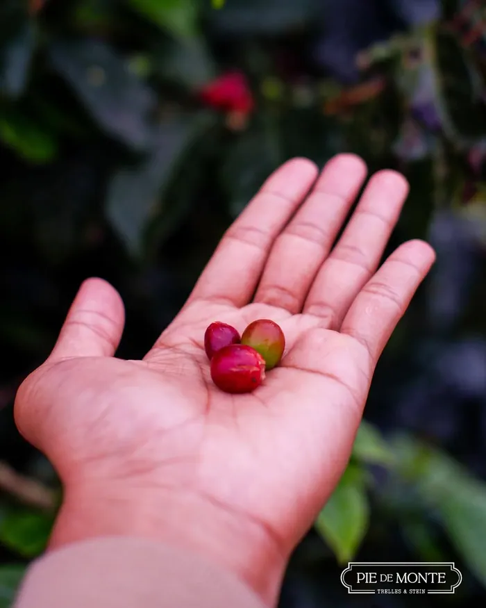 Mano sosteniendo cerezas de café maduras recién cosechadas en el Fundo Borneo