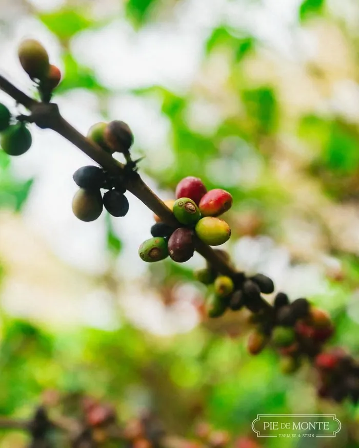 Rama de cafeto con cerezas en distintos estados de maduración, del verde al rojo y morado, en el Fundo Borneo
