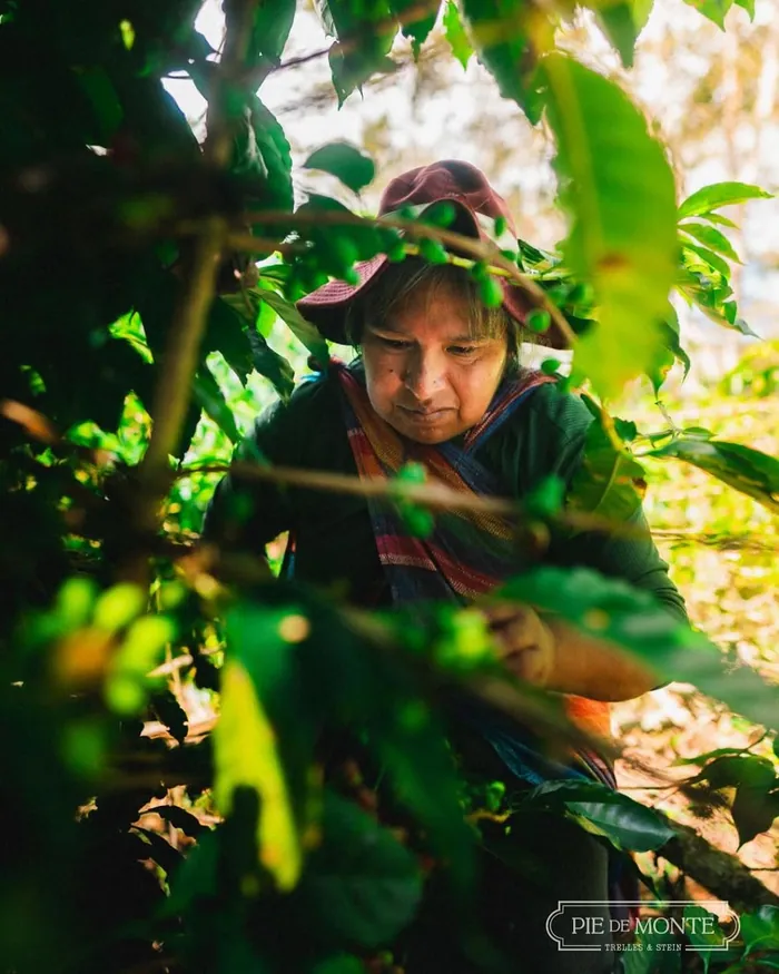 Mujer cosechando cerezas de café entre las plantas del cafetal