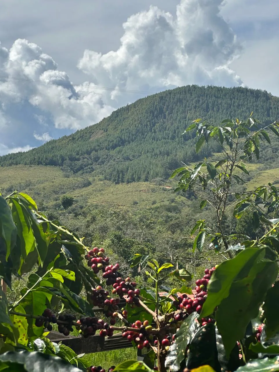 Fundo Borneo — Café de especialidad en Echarate, Cusco