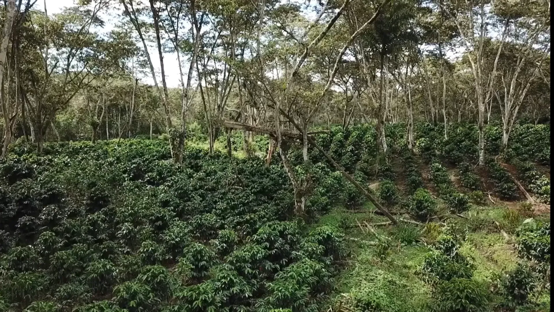 Cafetales del Fundo Borneo bajo sombra de árboles nativos