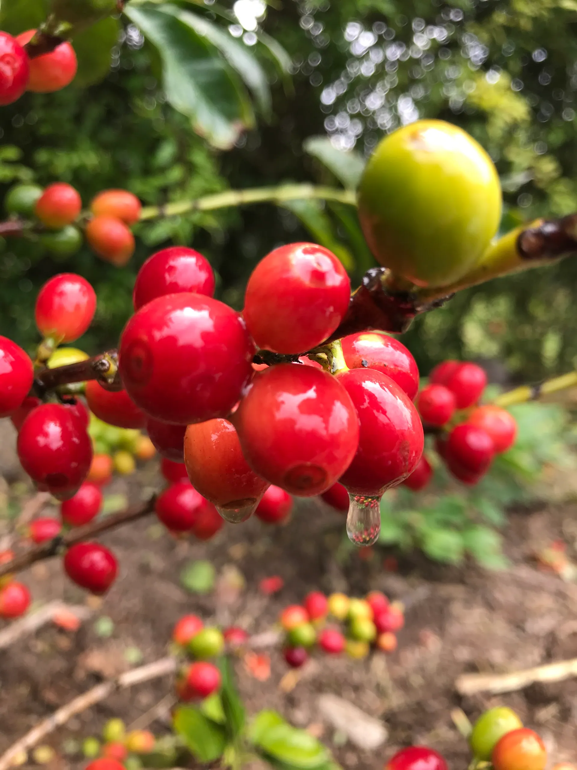 Cerezos de café maduros con gota de agua en el Fundo Borneo