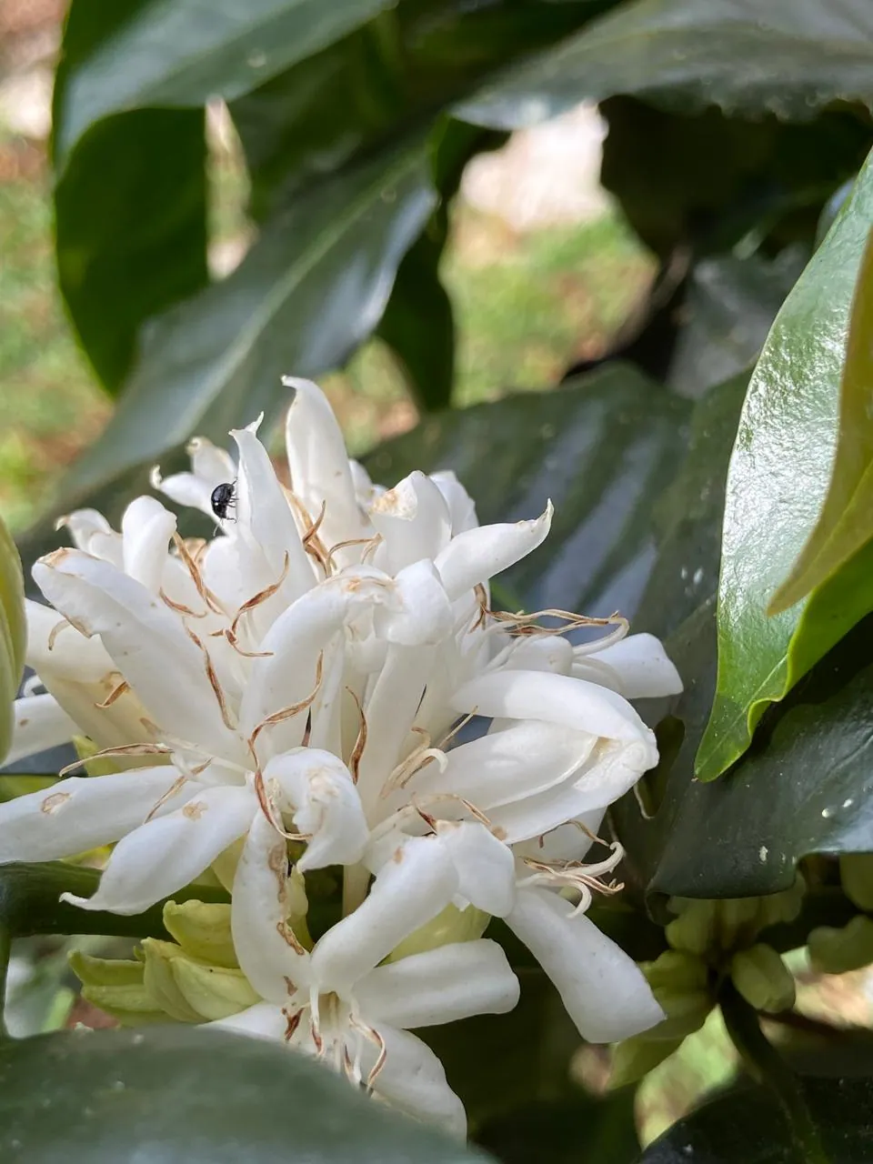 Floración del cafeto en el Fundo Borneo — flores blancas señal de un cultivo sano