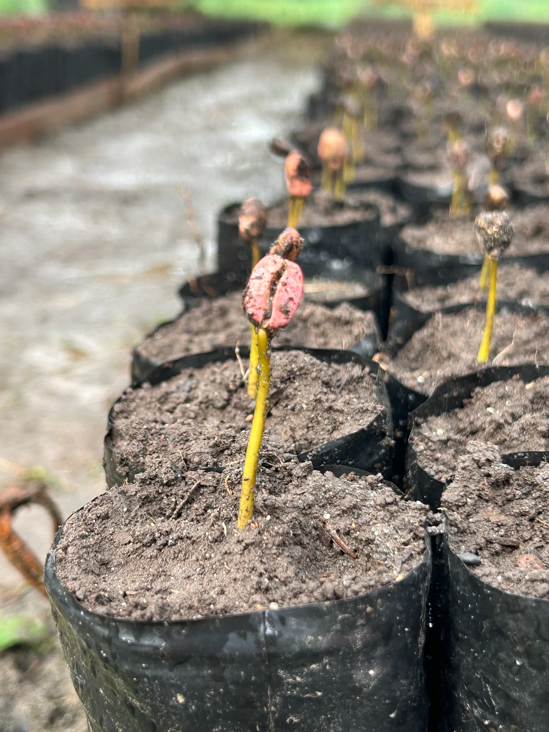 Semillas de café siendo sembradas cuidadosamente en almácigos del Fundo Borneo